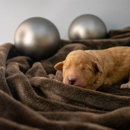 Orange boy - Apricot male Goldendoodle puppy in Lafayette, Alabama from Sweethaven Kennels