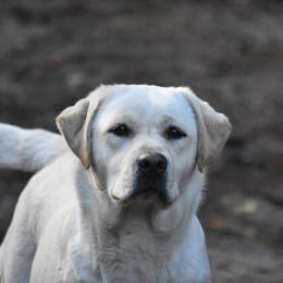 Chrissy - Labrador Retriever
