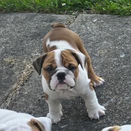 Sassy - Red and white female Bulldog puppy in Harrisburg, Pennsylvania from Central PA WiggleButts Bulldogs