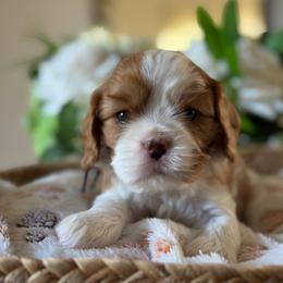 Zimomo - Ruby male Cavalier King Charles Spaniel puppy in Fontana, California from Magical Cavaliers