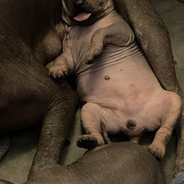 Wrenlee - Black female Xoloitzcuintli puppy in West Jordan, Utah from Majestic Nakids