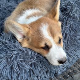 Orange Collar Male - Red male Pembroke Welsh Corgi puppy in Fredericksburg, Texas from Hill Country Corgis