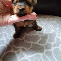 Vixen - Liver Yorkshire Terrier puppy in Pocatello, Idaho from JJ's Yorkies