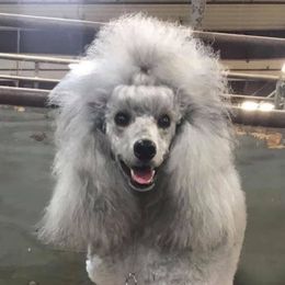 Dyna - Poodle