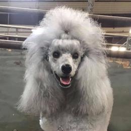 Dyna - Poodle