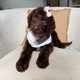 Amethyst - Chocolate female Labradoodle puppy in Newark, Ohio from Raising Doodles