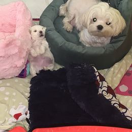 Emma - Maltese