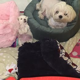 Emma - Maltese