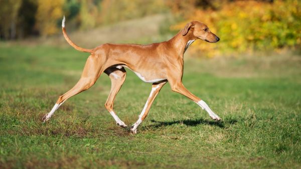 Find Azawakh puppies for sale