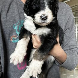 Sheepadoodle Puppies from Kings Doodles