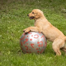 Golden Retriever Puppies from Welch Family Golden Retrievers