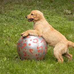 Golden Retriever Puppies from Welch Family Golden Retrievers