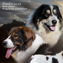 Tornjak puppies from Tornjak Kennel "Od Dinare"
