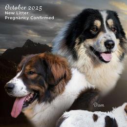 Tornjak puppies from Tornjak Kennel "Od Dinare"