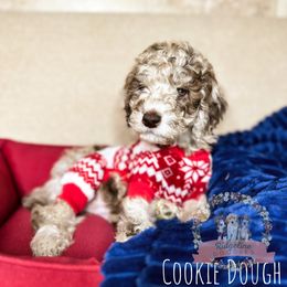 Aussiedoodle Puppies from Ridgeline Doodles