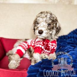 Aussiedoodle Puppies from Ridgeline Doodles