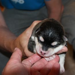Stroopwafel - Alaskan Malamute puppy in Cokato, Minnesota from WinterStarz Alaskan Malamutes