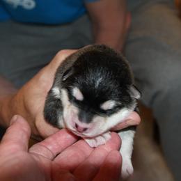 Stroopwafel - Alaskan Malamute puppy in Cokato, Minnesota from WinterStarz Alaskan Malamutes