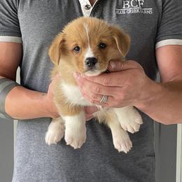 Tulip - Female 1 - Red female Pembroke Welsh Corgi puppy in Jefferson, South Carolina from Blue Creek Farms