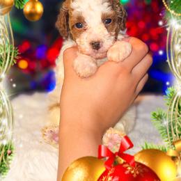 Aspen - Parti male Goldendoodle puppy in Kissimmee, Florida from Poodle Doodle Kennels