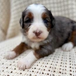S’more (black collar) - Blue merle male Bernedoodle puppy in Colorado Springs, Colorado from Mercy Mountain Bernedoodles