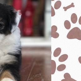 Aussiedoodle, Australian Shepherd, Miniature American Shepherd, and Sporty Mix Puppies from Heart2Heart Pups LLC