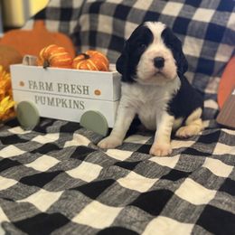 Buckeye - Black and white male English Springer Spaniel puppy in Cookeville, Tennessee from Krossroads Kennel