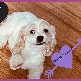 Cocker Spaniel Puppies from Angelic Cocker’s