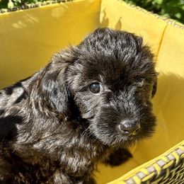 Maple, chocolate - Chocolate female Yorkipoo puppy in Walla Walla, Washington from Linda Sherman