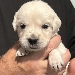 Ms. Purple - Light golden female Golden Retriever puppy in Crestview, Florida from Pushin’ Sand Goldens