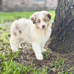 Scrabble - Red merle male Australian Shepherd puppy in Crosby, Texas from Monarch Australian Shepherds