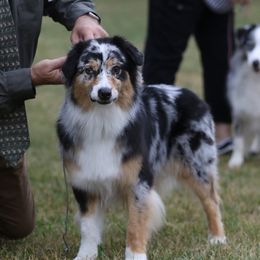 Claire - Australian Shepherd
