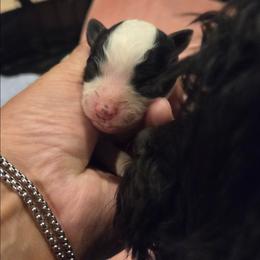 Michael - Black & white male Maltipoo puppy in Sedro Woolley, Washington from Absher Ranch