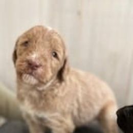Labradoodles from Tellico Doodles