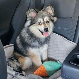 Fiona - Pomsky