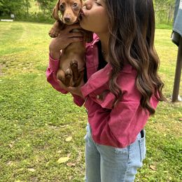 Dachshund Puppies from Dachshunds of Bunch