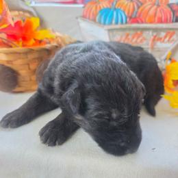 Black Collar Male - Black and cream male German Shepherd puppy in Cadet, Missouri from Working Valley Shepherds