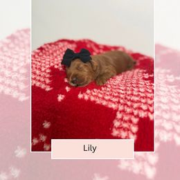 Lily - Red  female Goldendoodle puppy in Las Vegas, Nevada from Bridges Goldendoodles