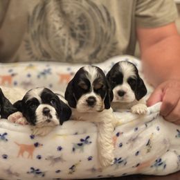 Cocker Spaniel Puppies from Troy’s Cockers