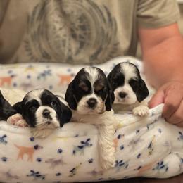 Cocker Spaniel Puppies from Troy’s Cockers