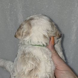 Chester Green - Parti male Goldendoodle puppy in Vernon, Texas from Sugarland's Texas Goldendoodles