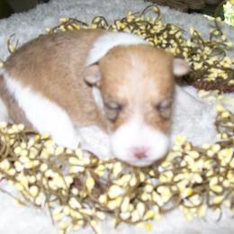 Pearl - White black and tan female Wire Fox Terrier puppy in Rochester, New York from LT Wire Fox Terriers