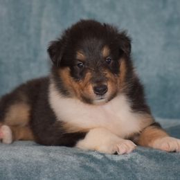 Ciara - Black white and tan female Collie puppy in Danville, Pennsylvania from Brookwood Collies, Smooth & Rough