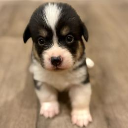 Bubbles - White and black male Pembroke Welsh Corgi puppy in Glendale, Arizona from CorgiholicsAz