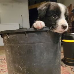 Border Collie Puppies from Cascade Sun Kennels