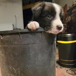 Border Collie Puppies from Cascade Sun Kennels