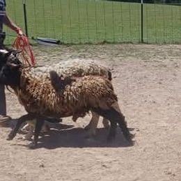 Pembroke Welsh Corgis from Rachael Singletary