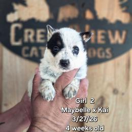 Girl 2 - Blue female Australian Cattle Dog puppy in Monroe, North Carolina from Creek View Cattle Dogs