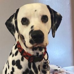Dalmatians from Belle’s Baby Dals