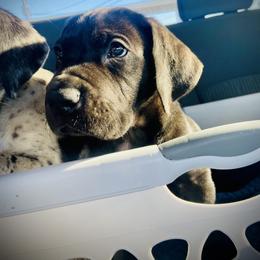 Great Dane Puppies from Ashli’s Great Danes